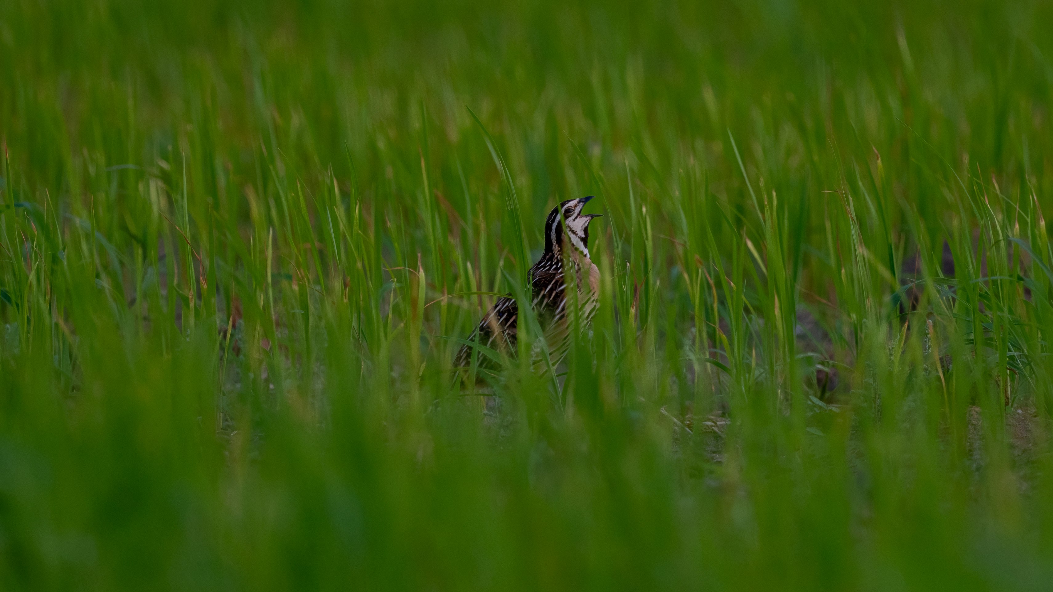 Rain Quail